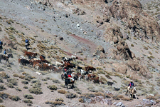 Chile-Central-High Andes Cattle Drive